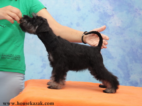 miniature schnauzer patuljasti snaucer