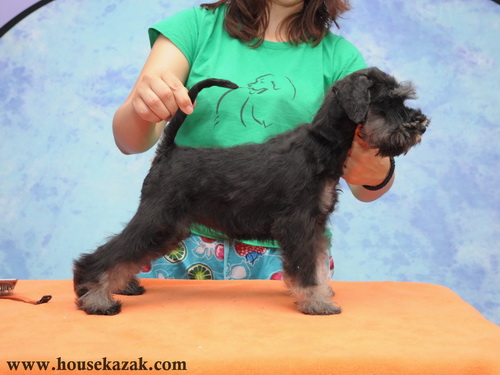 miniature schnauzer patuljasti snaucer