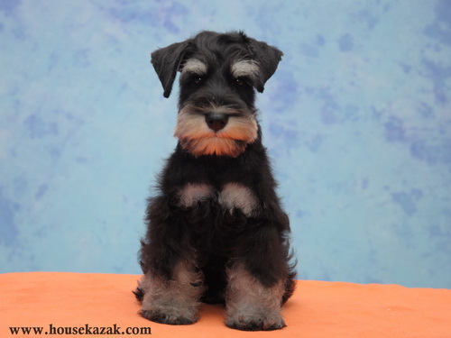 miniature schnauzer patuljasti snaucer