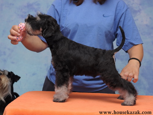 miniature schnauzer patuljasti snaucer