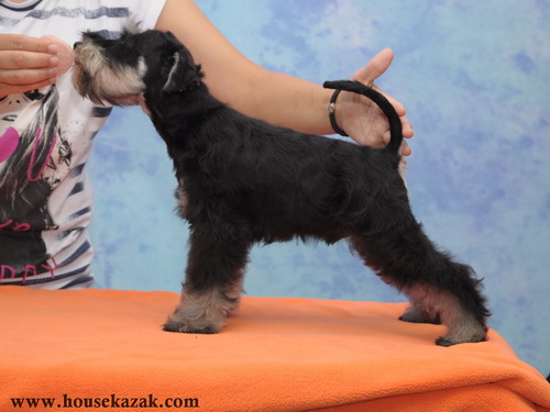 miniature schnauzer patuljasti snaucer