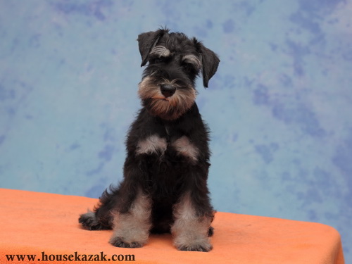 miniature schnauzer patuljasti snaucer