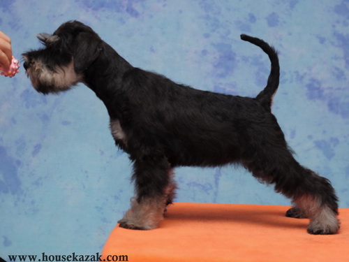 miniature schnauzer patuljasti snaucer
