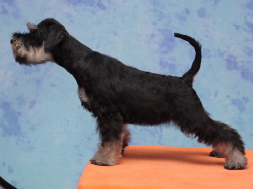 miniature schnauzer patuljasti snaucer