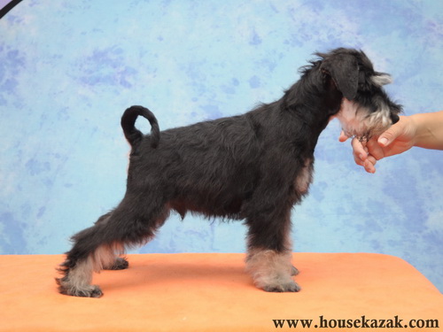 miniature schnauzer patuljasti snaucer