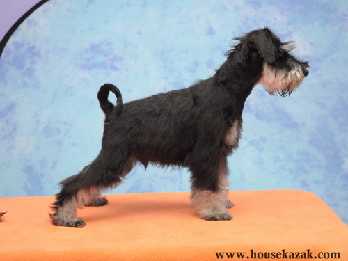 miniature schnauzer patuljasti snaucer