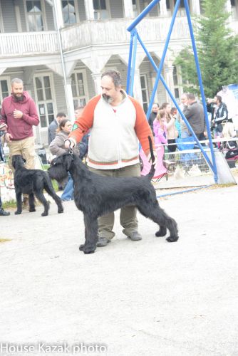 ANA ( Klingon z Tartaku & Tia ) - junior class - V1, J.CAC , Best Junior, Junior Club Winner 2016, BOS, Junior BIS 2