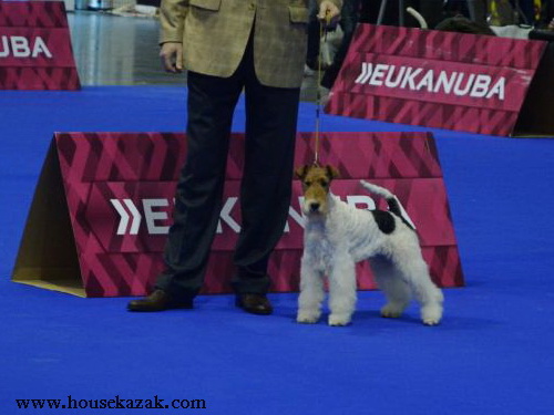 Miniature schnauzer / patuljasti snaucer
