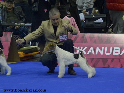 Miniature schnauzer / patuljasti snaucer