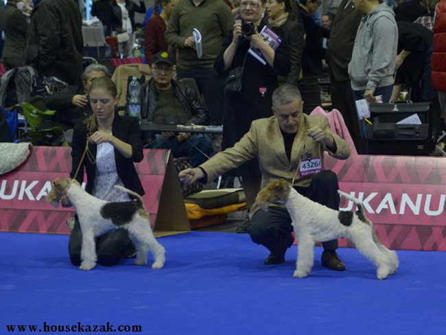 Miniature schnauzer / patuljasti snaucer