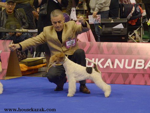 Miniature schnauzer / patuljasti snaucer