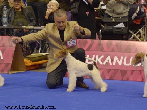 Miniature schnauzer / patuljasti snaucer