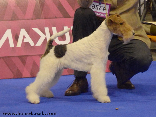 Fox Terrier Travella Strike the Deal