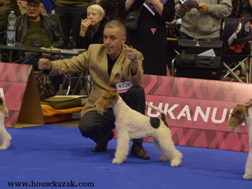 Miniature schnauzer / patuljasti snaucer