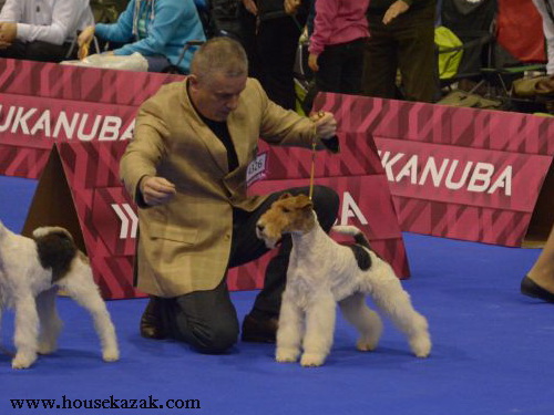 Miniature schnauzer / patuljasti snaucer