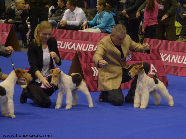 Miniature schnauzer / patuljasti snaucer