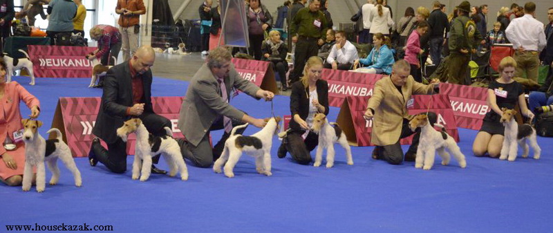 Miniature schnauzer / patuljasti snaucer