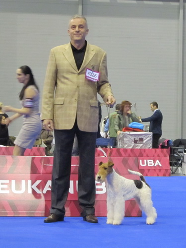 Miniature schnauzer / patuljasti snaucer