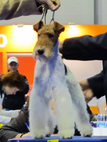Miniature schnauzer / patuljasti snaucer