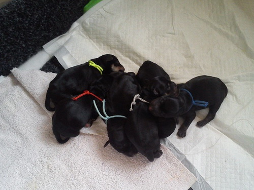 miniature schnauzer patuljasti snaucer