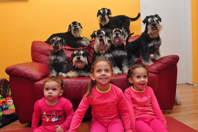 House Kazak miniature schnauzer patuljasti snaucer