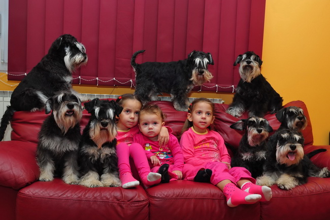 House Kazak miniature schnauzer patuljasti snaucer