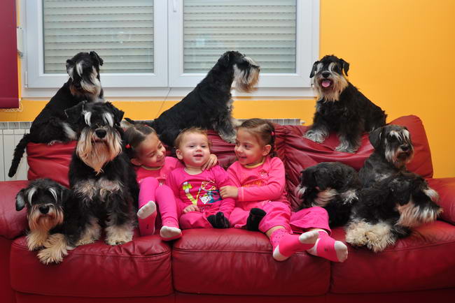 House Kazak miniature schnauzer patuljasti snaucer