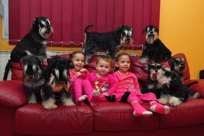 House Kazak miniature schnauzer patuljasti snaucer