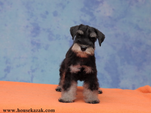 miniature schnauzer patuljasti snaucer