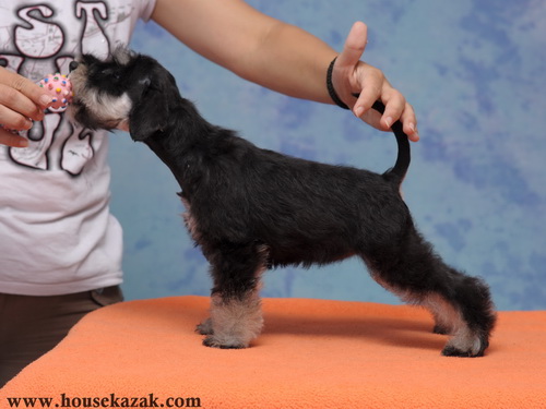 miniature schnauzer patuljasti snaucer