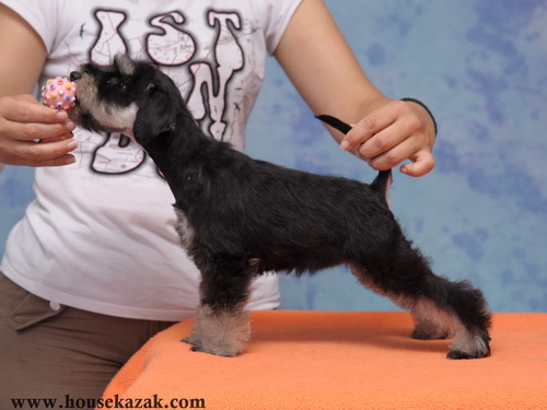 miniature schnauzer patuljasti snaucer