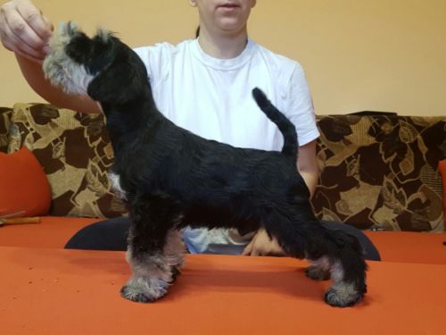 miniature schnauzer patuljasti snaucer