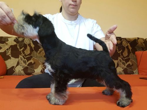 miniature schnauzer patuljasti snaucer