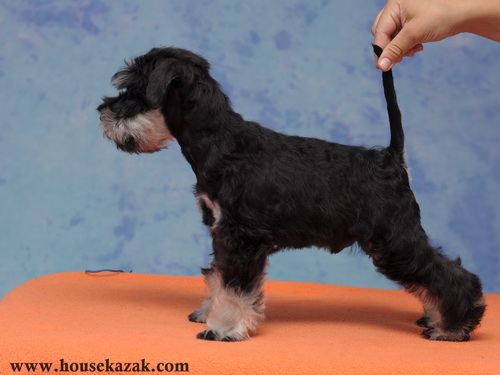 miniature schnauzer patuljasti snaucer