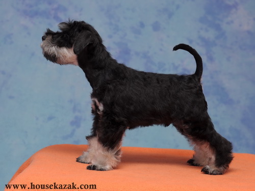 miniature schnauzer patuljasti snaucer
