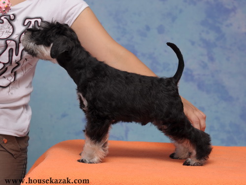 miniature schnauzer patuljasti snaucer