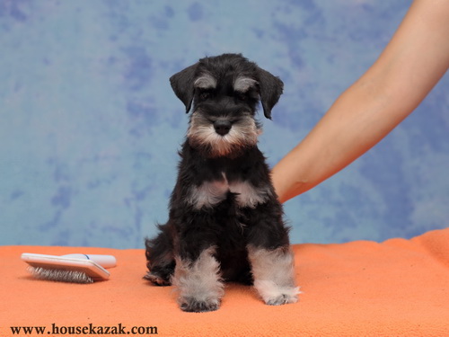 miniature schnauzer patuljasti snaucer