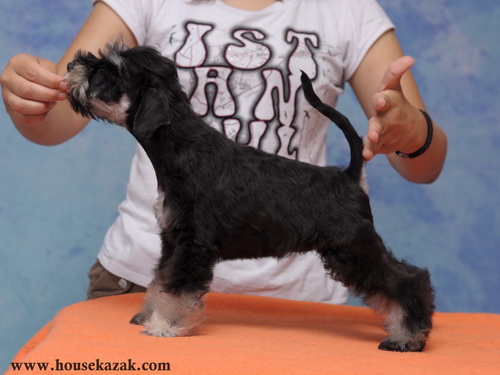 miniature schnauzer patuljasti snaucer
