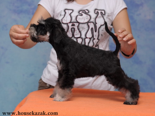 miniature schnauzer patuljasti snaucer
