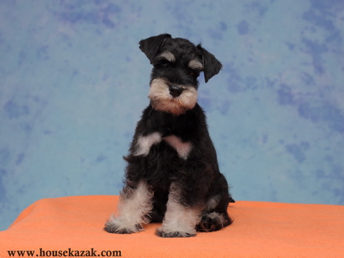 miniature schnauzer patuljasti snaucer