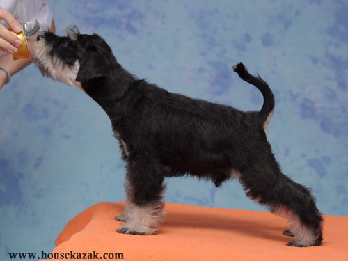 miniature schnauzer patuljasti snaucer