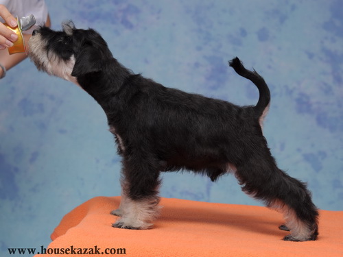 miniature schnauzer patuljasti snaucer