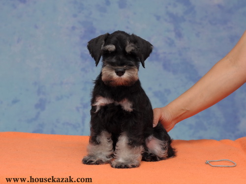 miniature schnauzer patuljasti snaucer