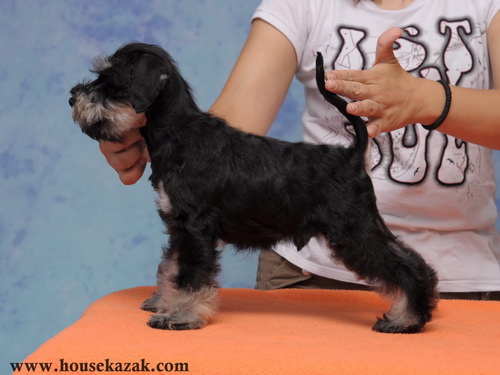 miniature schnauzer patuljasti snaucer