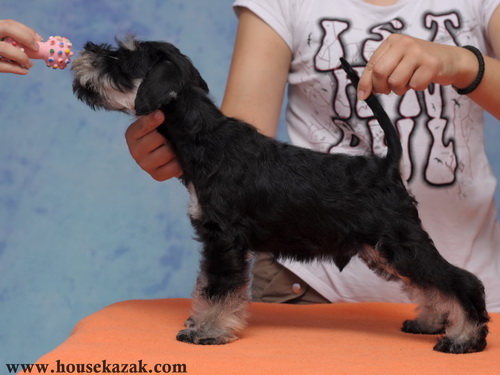 miniature schnauzer patuljasti snaucer