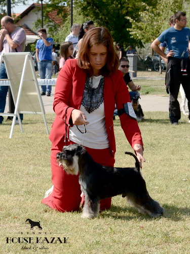 Recognition's United Action "Fedor " (Steadlyn The Ultimate & Steadlyn Strepitosa) - champion class - CAC, R.CACIB