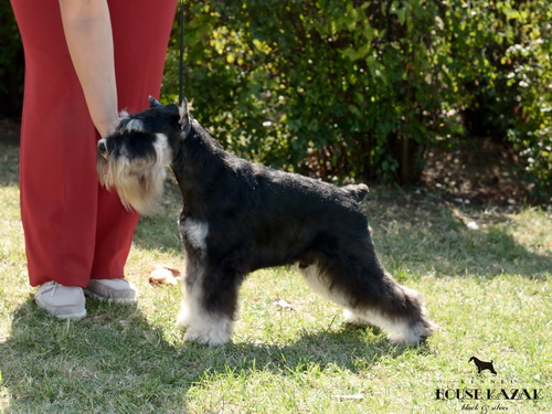 Repitition's Shogun "Vuk" (Repitition's Valedictorian & Myla's The Devil Wears Prada) - intermedia class - CAC, CACIB, BOB