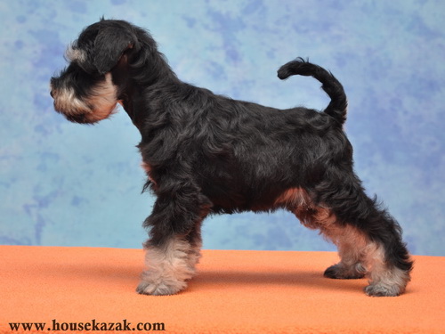 miniature schnauzer patuljasti snaucer