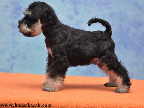 miniature schnauzer patuljasti snaucer
