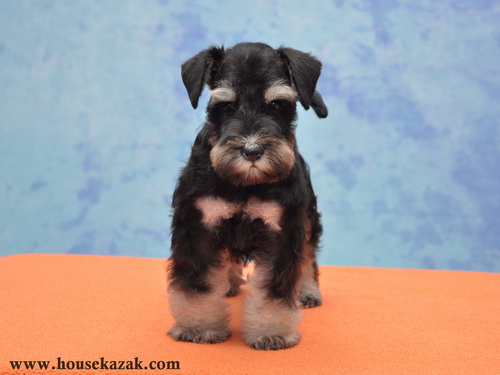 miniature schnauzer patuljasti snaucer